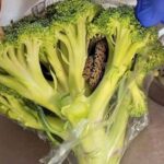 Horrified man finds a snake in a bag of broccoli he purchased from Aldi…Full Story in the 1st comment