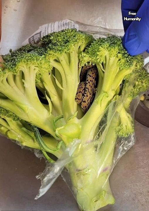 Horrified man finds a snake in a bag of broccoli he purchased from Aldi…Full Story in the 1st comment