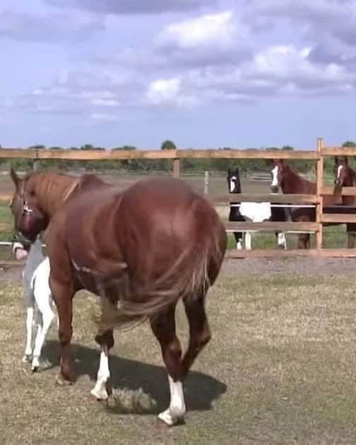 (VIDEO)Horse gives birth to rare foal – you won’t believe the markings on her face