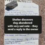 Shelter discovers dog abandoned with very sad note — they send a reply to the owner