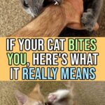 Your Cat’s Oddest Behaviors, Explained