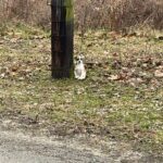 Woman finds ‘forgotten’ creature tied to a tree