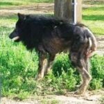 “Werewolf” Stands On Side Of Road For Months: Then A Stranger Approaches And Does The Unthinkable