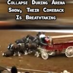 (VIDEO)Clydesdale Horses Collapse During Arena Show, Their Comeback Is Breathtaking