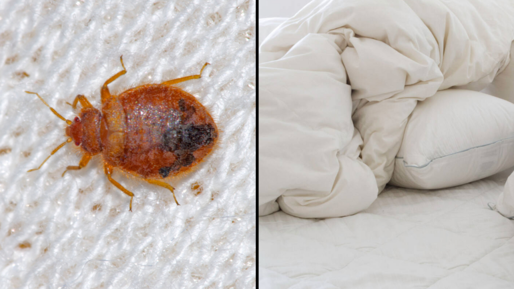 How Often You Should Wash Your Sheets To Avoid Bed Bugs As Global Outbreaks Rise