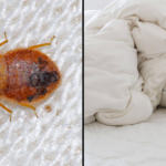 How Often You Should Wash Your Sheets To Avoid Bed Bugs As Global Outbreaks Rise