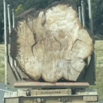 Now We Know Why People Are Outraged About This Photo Of A Log On A Truck