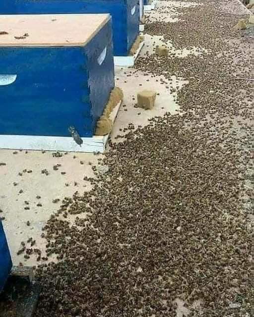 Thousands of Dead Bees Highlight the Devastating Effects of Pesticides