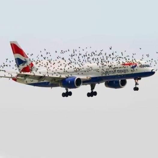 (VIDEO)The pilot’s emotional reaction when he discovered why birds were flying alongside the plane