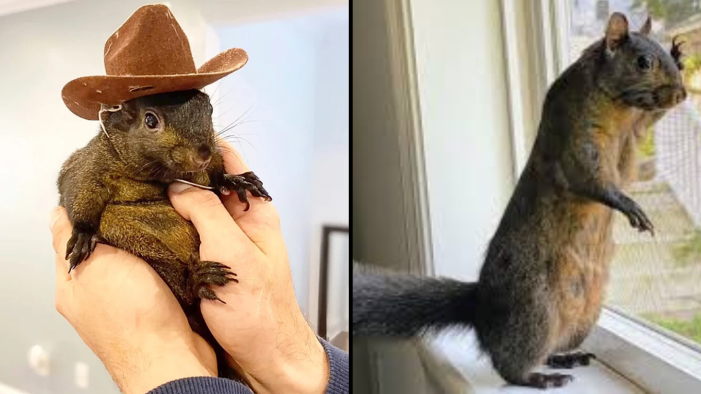 Peanut The Squirrel Euthanized After Being Seized By Authorities