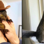 Peanut The Squirrel Euthanized After Being Seized By Authorities