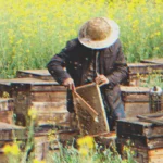 I Was Upset That My Grandfather Only Left Me an Old Apiary until I Looked into the Beehives — Story of the Day