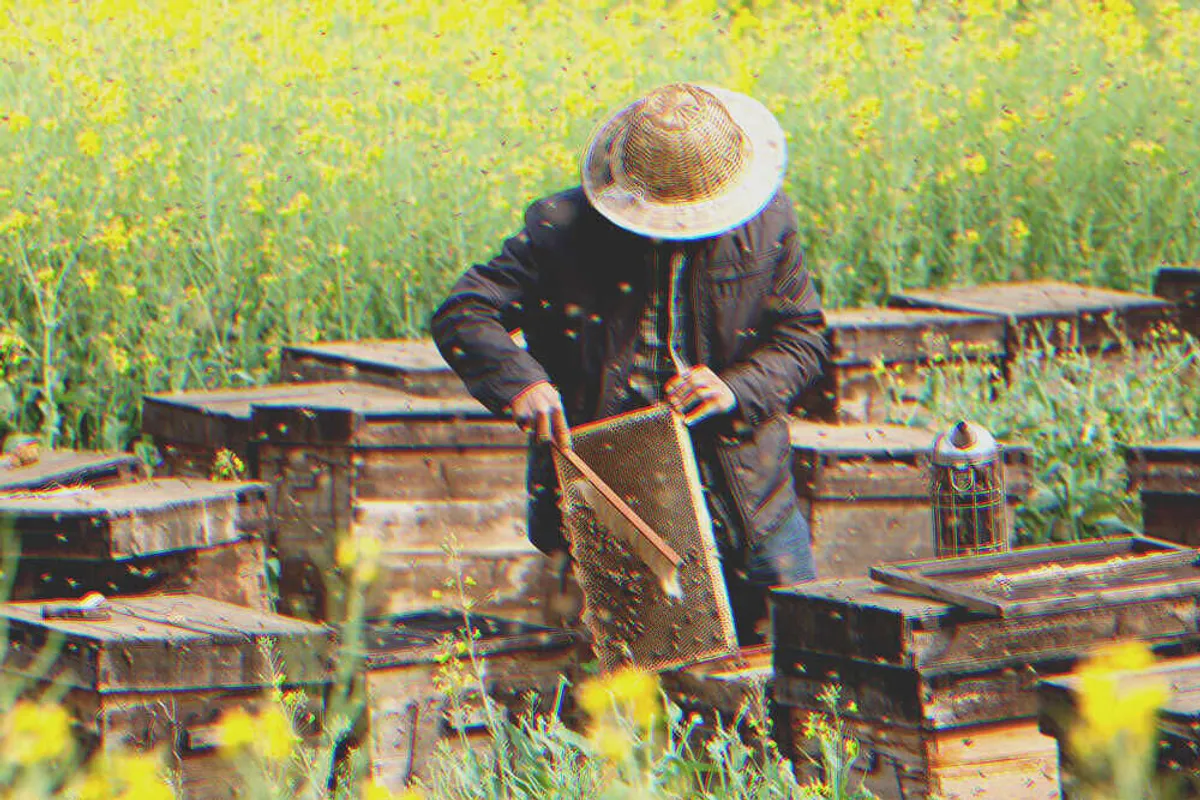 I Was Upset That My Grandfather Only Left Me an Old Apiary until I Looked into the Beehives — Story of the Day