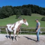 (VIDEO)Man Begins Dancing, but His Horse Takes Center Stage