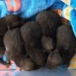 When she lifted up the old mattress to clean the garden, she discovered five puppies.