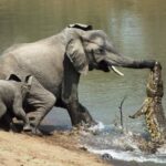 Crocodile caught little elephant’s trunk when he was drinking a water! See what happened after