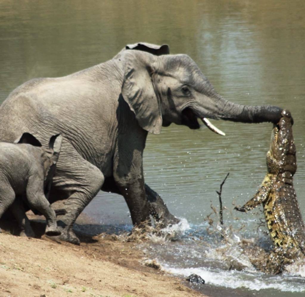 Crocodile caught little elephant’s trunk when he was drinking a water! See what happened after