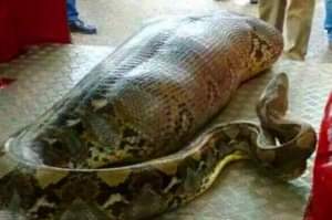 (VIDEO)These Workers Found A Giant Snake – You Won’t Believe What They Found Inside!