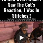 (VIDEO)He Asked His Dogs To Roll Over. When I Saw The Cat’s Reaction, I Was In Stitches!!