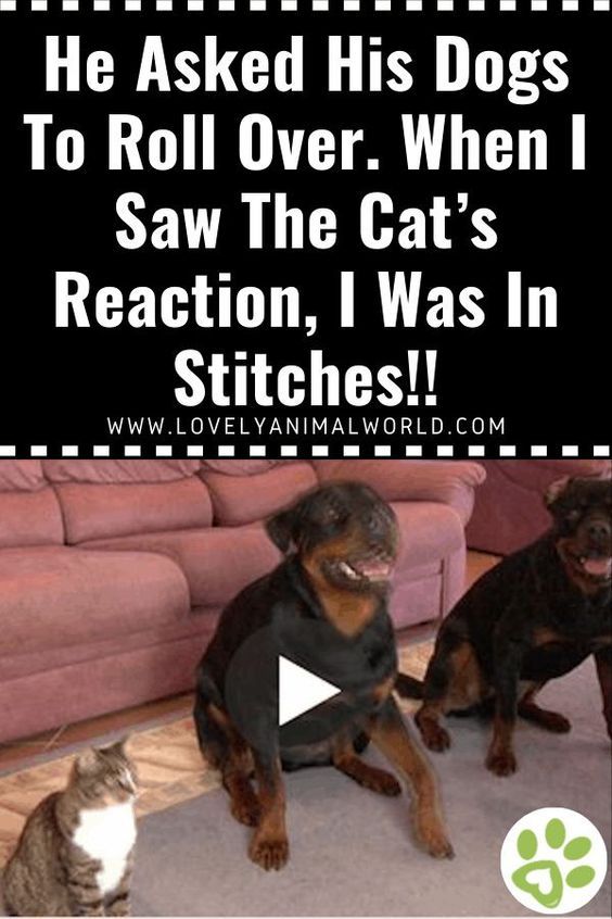 (VIDEO)He Asked His Dogs To Roll Over. When I Saw The Cat’s Reaction, I Was In Stitches!!