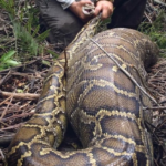 These Biologists Found A Giant Snake – You Won’t Believe What They Found Inside!