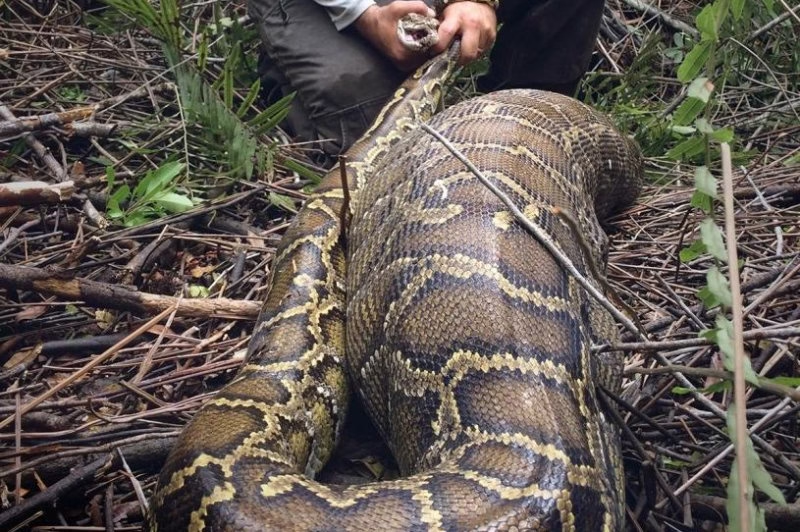 These Biologists Found A Giant Snake – You Won’t Believe What They Found Inside!