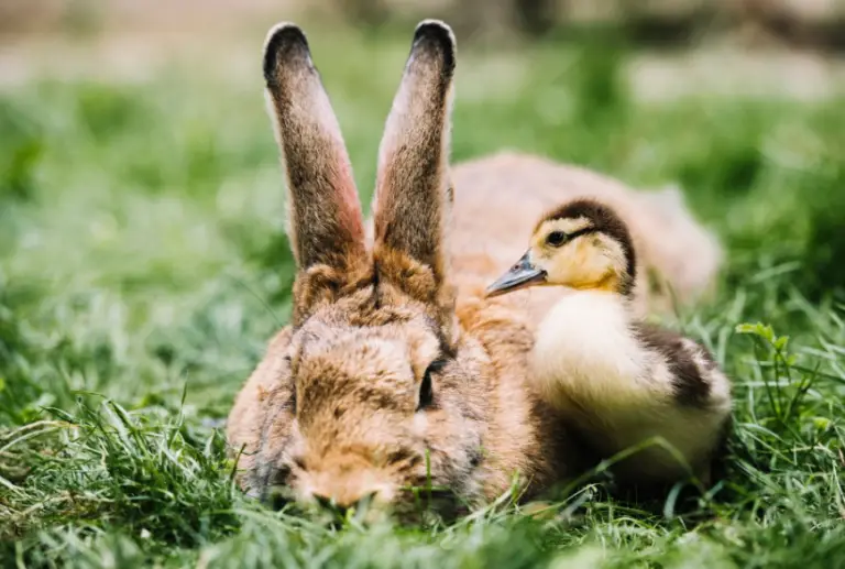 What Do You See First - A Duck or Rabbit? Your Initial Perception May ...